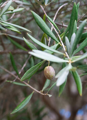 olives on a tree