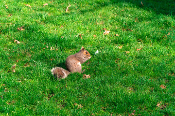 Squirrel is walking on green grass in Central Park, New York City. Small fluffy animal example