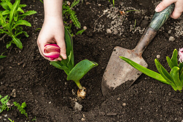 Gardening conceptual background. Children's hands planting pink tulip in to the soil. Spring season