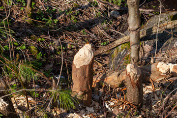 trees destroyed and damaged by beavers during the construction of the dam