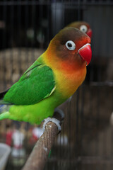 red and yellow macaw