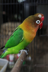 red and yellow macaw