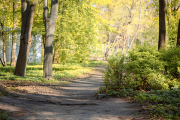 Obraz premium Panorama of beautiful trees at forest in sunrays at sunrise. Beautiful spring landscape in forest in spring. Selective focus. Nature backdrop with plant. High quality photo