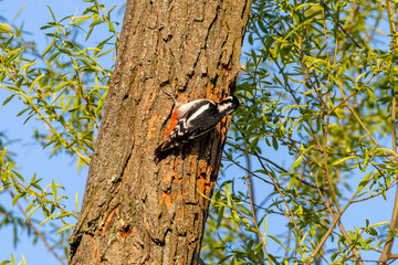 Dzięcioł duży w poszukiwaniu jedzenia © Piotr_Kardas
