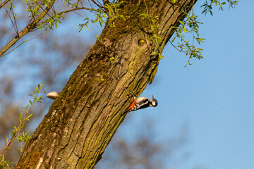 Dzięcioł duży w poszukiwaniu jedzenia © Piotr_Kardas