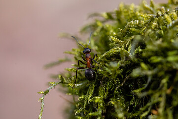 Mrówka spacerująca po mchu
