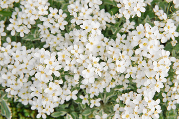 The field of small white flowers of sweet alyssum field. Top view. Natural spring season background.