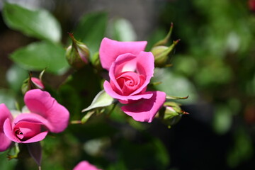 Single  Rose Shot Close. Various Fashion Rose.