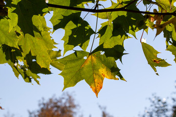 foliage of trees in the park in the autumn season