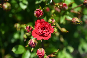 Single  Rose Shot Close. Various Fashion Rose.