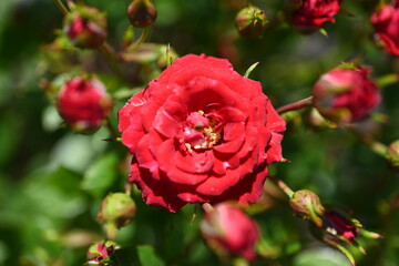 Single  Rose Shot Close. Various Fashion Rose.