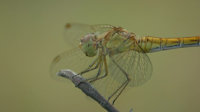 Vagrant darter (Sympetrum vulgatum) sits on a branch and turns its head looking for prey, close-up.