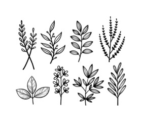 set of  hand drawn leaves line art vector