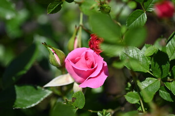 Single  Rose Shot Close. Various Fashion Rose.