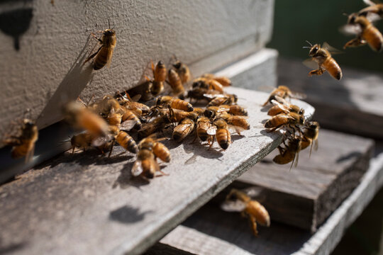 Close up cluster of bees outside sunny hive
