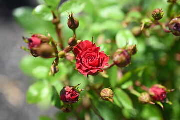 Obraz premium Tiny Crimson Rose Blossom and Buds Growing on a Sunlit Branch with Fresh Oval Green Leaves