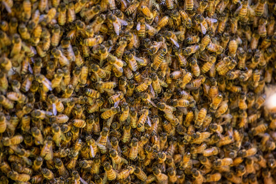 Full frame Ligurian Bees on hive
