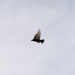 The starling in flight against the bright sky