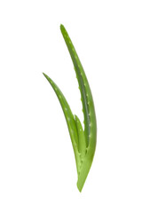 Aloe vera cutting leaves isolated on white background.
