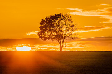 Lonely tree by the road at sunrise in autumn. Photographed in October in the area of ​​southern Bohemia near the village of Staré sedlo near the Temelín nuclear power plant