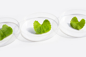 Fresh leaves of gotu kola in petri dishes on white background.
