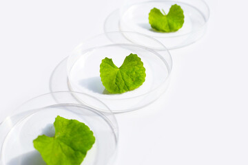 Fresh leaves of gotu kola in petri dishes on white background.