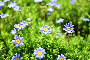 Obraz premium Blue Felicia Daisy Flowers with Yellow Centers in Garden, Felicia amelloides Bloom Close-Up