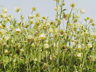 (Geum rivale 'Album') Benoîtes des rives aux fleurs inclinées blanc crème, calices vert...