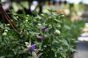 Fuchsia is a genus of flowering plants that consists mostly of shrubs or small trees. The first to be scientifically described, Fuchsia triphylla, was discovered on the Caribbean island of Hispaniola