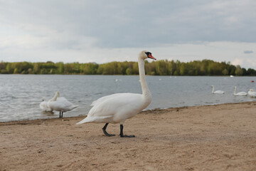 Graceful white swans on the lake. Mute swans, wildlife scene