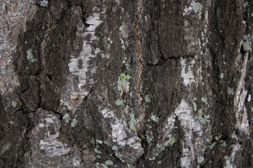 Background from black and white birch tree bark. Texture