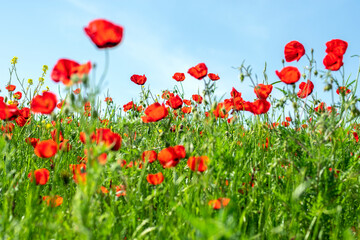 field of red poppy flowers and yellow rapeseed on sunny day Sping came concept Hello March, April, May