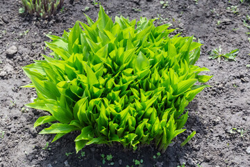 Bush of herbaceous plants with young green broad leaves