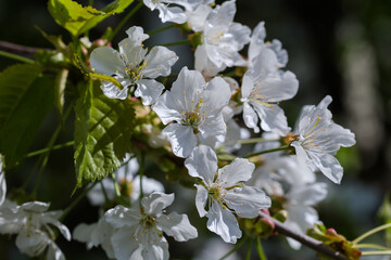 Branch of flowering cherry tree on a blurred dark background