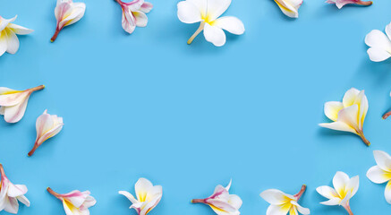 Frame made of plumeria or frangipani flower on blue background. Top view