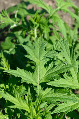 Southern globethistle