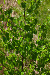 birch trees in the spring season with a lot of earrings during blooming