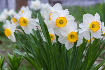 Obraz premium Flowering narcissus with white flowers with yellow corona close-up