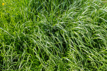 Glade covered with high grass and other plants in springtime