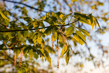 Flowering maple branches with young leaves and flowers at sunrise