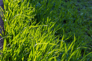 Young high grass covered with dew drops in morning light