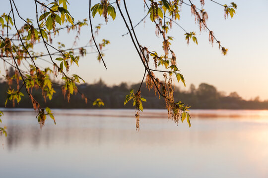Flowering maple branches above the water surface at sunrise