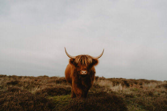 Portrait beautiful, brown Highland Coo in field, Baslow, Derbyshire, England
