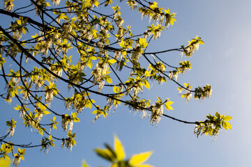 flowering maple trees in the spring season