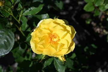 Sıngle Rose Shot Close. Varıous Fashıon Rensk Rose.