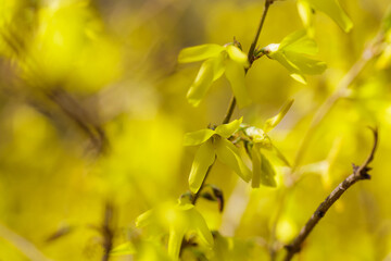 Forsythia petals close up. Blooming Easter tree in the garden. Spring yellow floral wallpaper. Golden flowers of forsythia bush