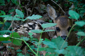 Faon de chevreuil