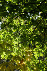 Fototapeta na wymiar foliage of trees in the park in the autumn season