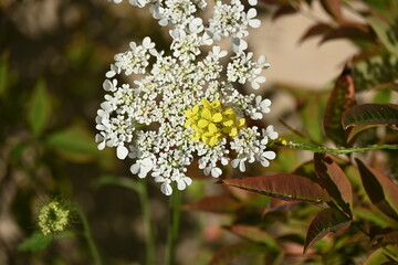 Wild carrot.Daucus carota, whose common names include wild carrot, bird's nest, bishop's lace, and Queen Anne's lace, is a flowering plant in the family Apiaceae, native to temperate regions of EU
