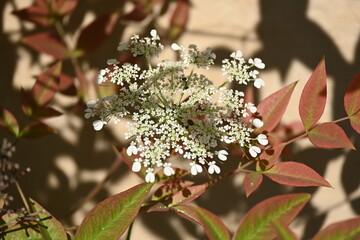 Wild carrot.Daucus carota, whose common names include wild carrot, bird's nest, bishop's lace, and...